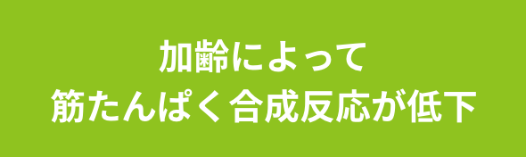 加齢によって筋たんぱく合成反応が低下