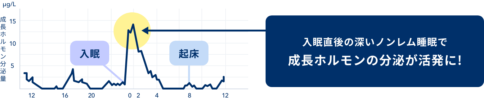 入眠直後の深いノンレム睡眠で成長ホルモンの分泌が活発に!