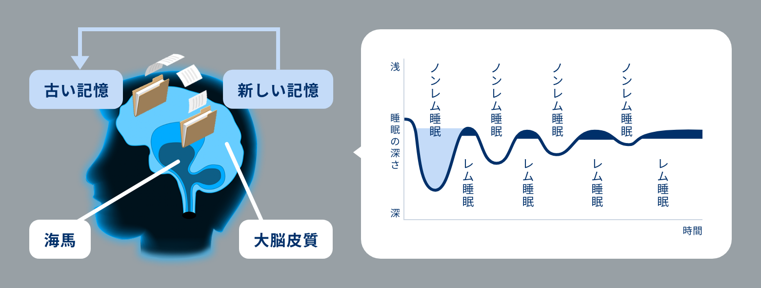 睡眠サイクル