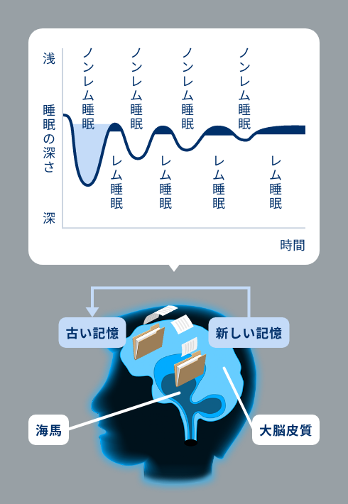 睡眠サイクル