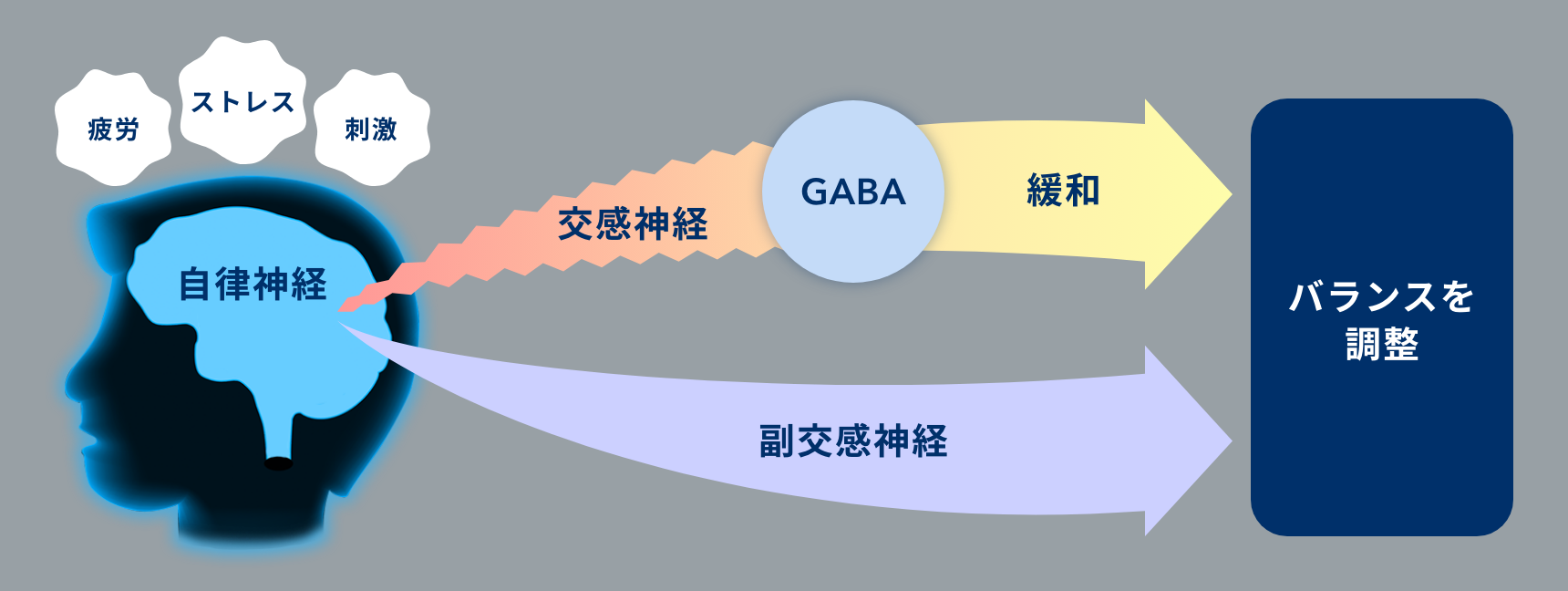 GABAが自律神経に作用し交感神経の活動を緩和