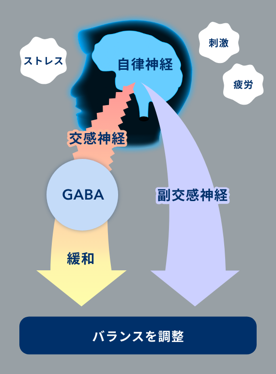 GABAが自律神経に作用し交感神経の活動を緩和